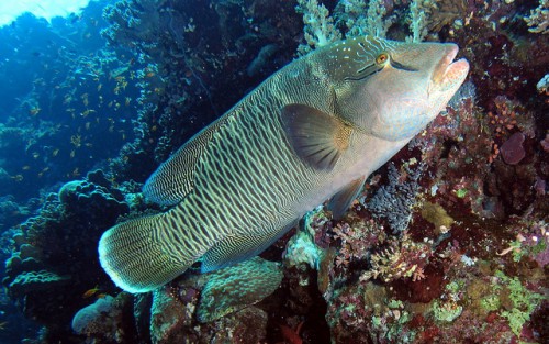 Napoleon Wrasse (or humphead wrasse)