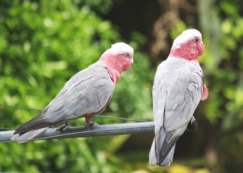 モモイロインコ