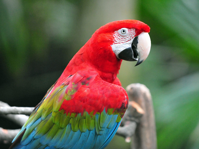 ベニコンゴウインコの寿命と生態