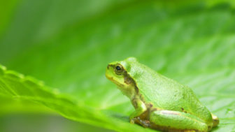 ニホンアマガエル